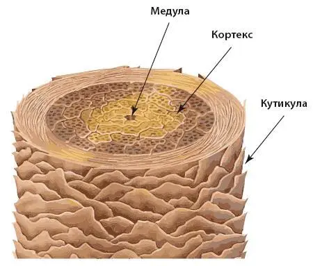 Рис 2 Медула это центральная часть волоса можно сказать его сердцевина - фото 3