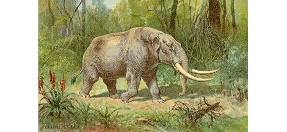 Мастодонт Мамонты Mammuthus primigenius были родственниками современных - фото 28