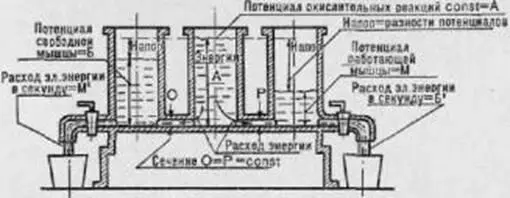 Рис 41Энергетический баланс Химикоокислительные реакции могут обеспечить - фото 37