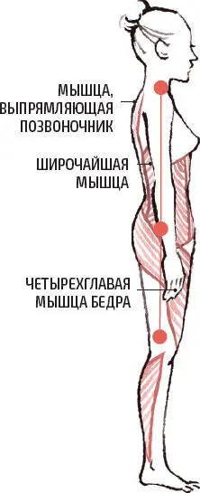 ИДЕАЛЬНАЯ ОСАНКА МОЛОДОЙ ДЕВУШКИ ПЛЕЧЕВЫЕ ТАЗОБЕДРЕННЫЕ И КОЛЕННЫЕ СУСТАВЫ - фото 6