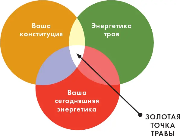 Порой чтобы ощутить действие травы требуется длительное время Имбирь - фото 14