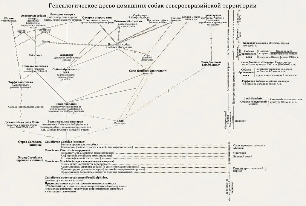 В этом исследовании овчарок вряд ли есть необходимость говорить более полно о - фото 6