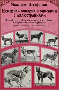 Макс фон Штефаниц - Немецкая овчарка в описании с иллюстрациями. Часть I из III: Овчарки и пастушьи собаки, их происхождение и родство