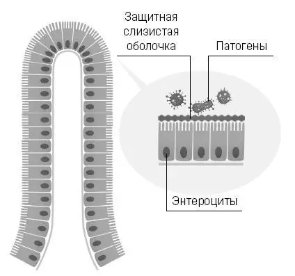 Изображение кишечного барьера с защитной слизистой оболочкой Вывод токсинов - фото 11