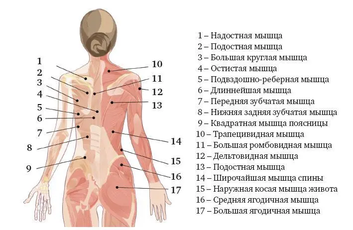 Демонстрационная карта 4 Демонстрационная карта 5 ТЕРАПЕВТИЧЕСКИЕ - фото 7