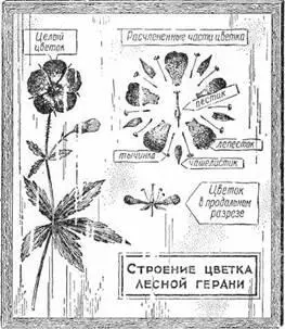 Рис 23 Препарат цветка Собираясь отправиться на сбор цветущих колосьев - фото 26
