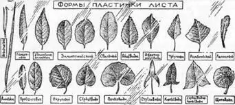Рис 26 Формы пластинки листа Не обязательно конечно собирать листья всех - фото 29