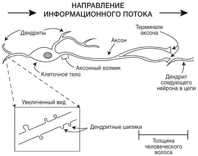 РИС 1Строение обычного нейрона и направление потока электрических сигналов от - фото 1