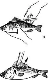 Рис 2 Стадии разделки окуня а отрезание колючего спинного плавника б - фото 2