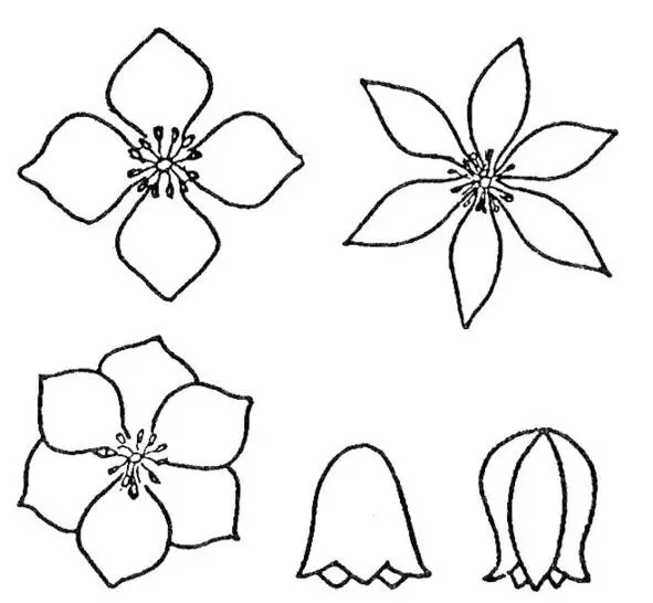 Рис31 Различные формы цветков клематиса Плод клематиса пушистый - фото 31