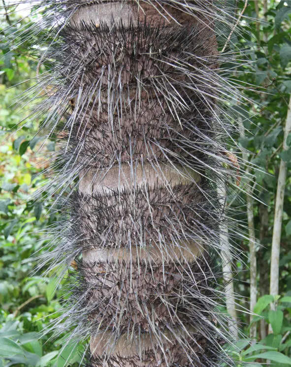 Ствол пальмы Bactris gasipaes или Guilielma gasipaes усеян длинными острыми - фото 26