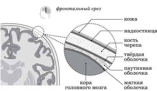 Рисунок 60016 Схема расположения оболочек головного мозга 617 - фото 2