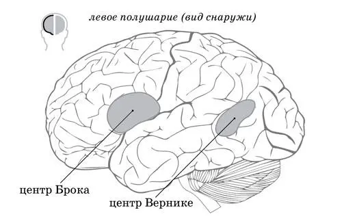 Рисунок 60212 Схема расположения речевых центров головного мозга центры - фото 5