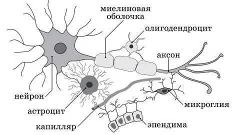 Рисунок 60225 Схема расположения глиальных клеток олигодендроцитов - фото 6