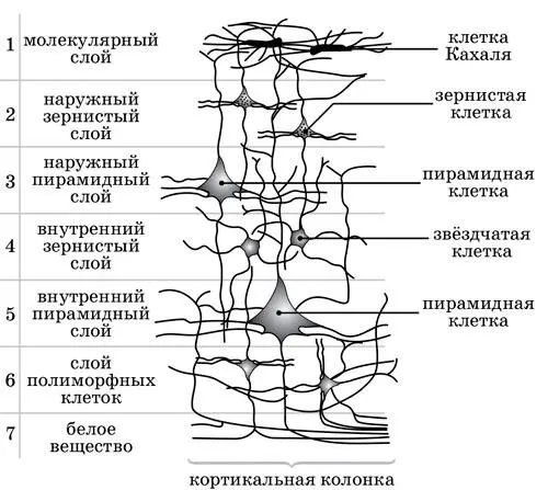 Рисунок 60243 Схема расположения слоёв коры головного мозга 6244Особо - фото 7