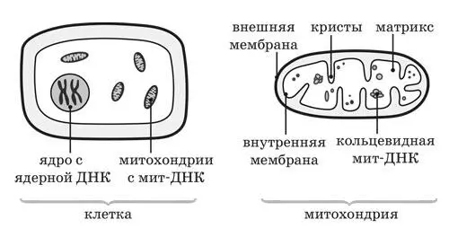 Рисунок 50089 Схема расположения ядерной и митохондриальной ДНК - фото 2