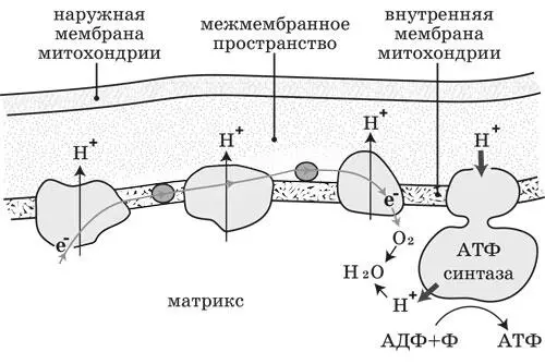 Рисунок 50104 Схема синтеза АТФ в митохондрии 5105Здесь следует ещё раз - фото 5