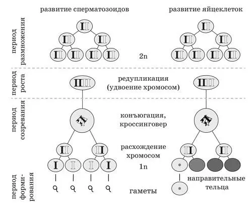Рисунок 50109 Схема созревания половых клеток гаметогенез - фото 6