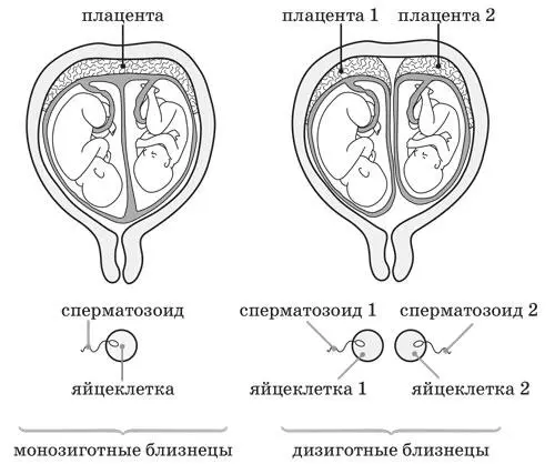 Рисунок 50220 Монозиготные и дизиготные близнецы 5221Такая динамика - фото 10