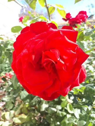 Как роза ты красива Как солнышко мила Природой ты любима Богами ты - фото 3