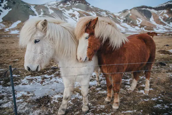 Изображение 1 Мохнатые исландские лошади На протяжении веков эта выносливая - фото 3