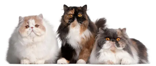 Справочная информация о породе Название породы красивых длинношерстных кошек с - фото 2