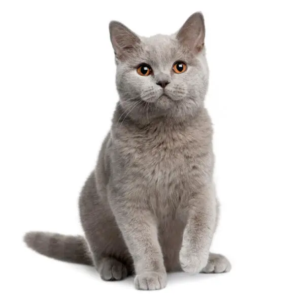 Иллюстрация 1Британская короткошерстная кошка AnneBeateRenate - фото 2