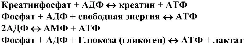 Максимально эффективным является креатинкиназный путь ресинтеза АТФ Креатин - фото 2