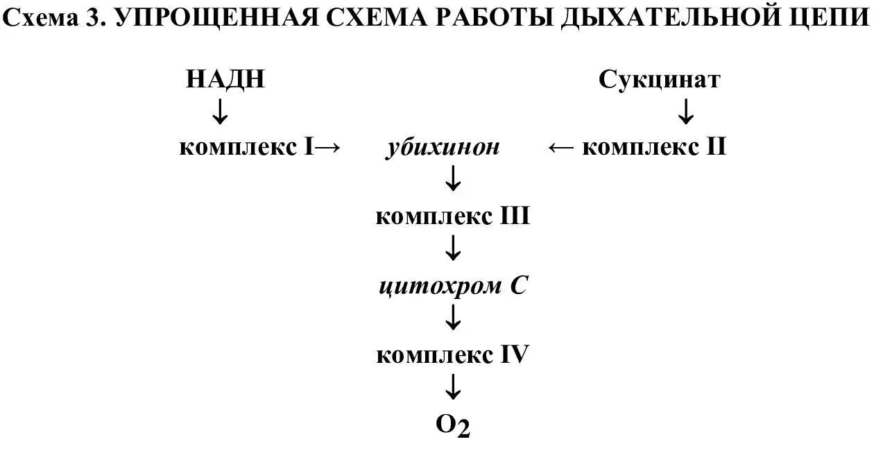 В качестве энергетического субстрата комплекс I использует НАДН - фото 9