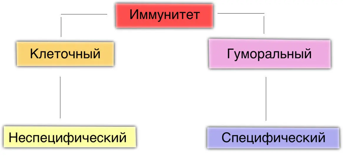 Рис 1 Клеточный и гуморальный иммунитет Все разнообразные формы иммунного - фото 1