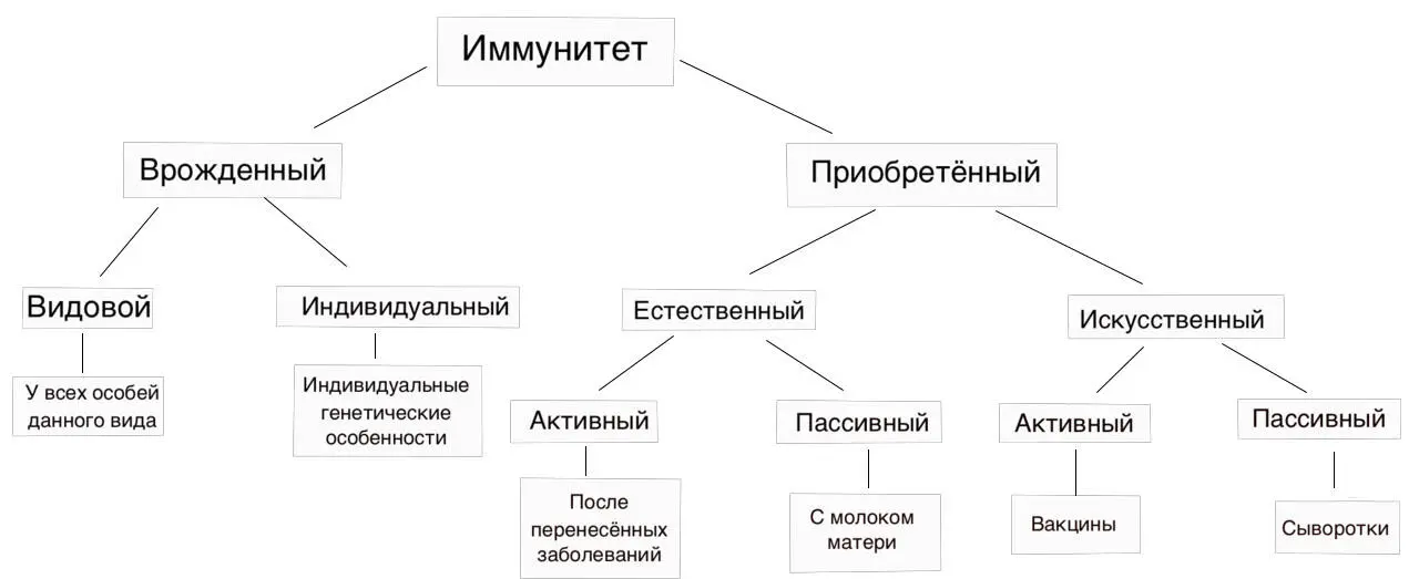 Рис 2 Классификация иммунитета Приобретённый иммунитет это специфический - фото 2