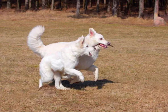 Изображение 4 Белые пастушьи собаки играют Здоровье и наследственные - фото 6