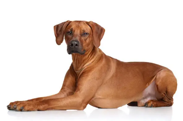 Изображение 1 Порода собак родезийский риджбек Особенности породы Своим - фото 1