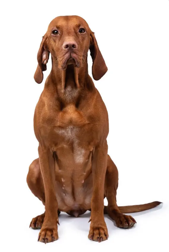 Изображение 1 Венгерская вислоухая собака Ключевые данные Высота в холке - фото 1