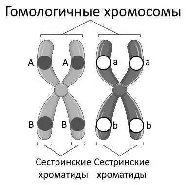 В анафазу I мейоза в разные дочерние клетки расходятся целые хромосомы по - фото 8