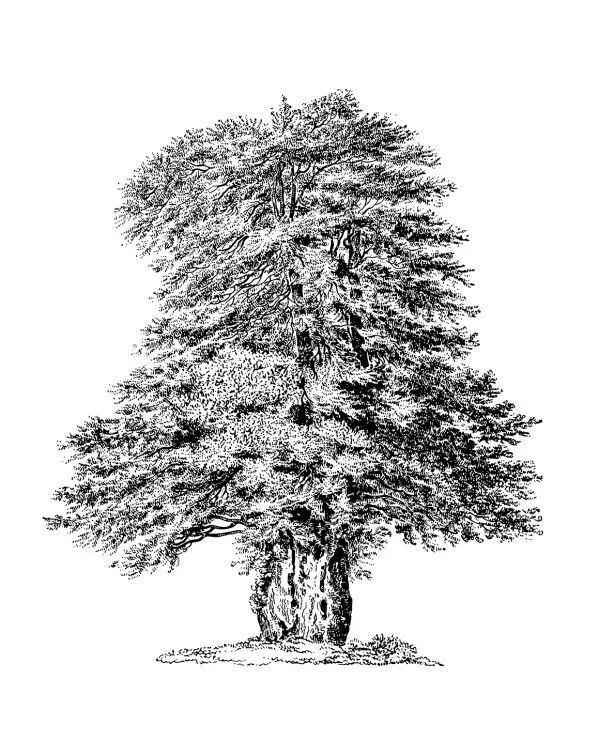 Тисовое дерево Taxus baccata Часть I На перепутье На сороковом году жизни - фото 1
