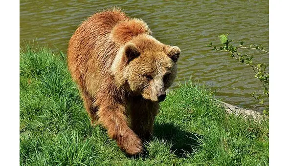 Медведь В доме знают все соседи Что в лесу живут медведи Это ловкий - фото 3