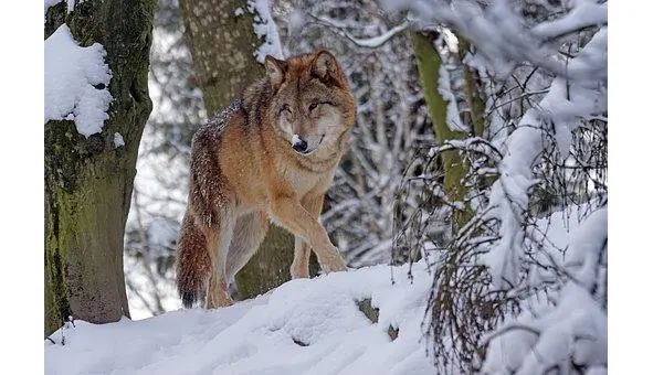 Волк немного похож на собаку Только дикий живущий в лесах Зорко смотрит - фото 4