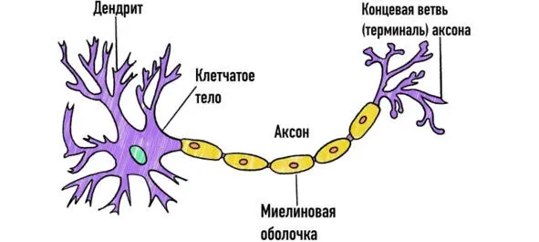 Если мы посмотрим на картинку ниже то увидим как тоненькие веточки - фото 6