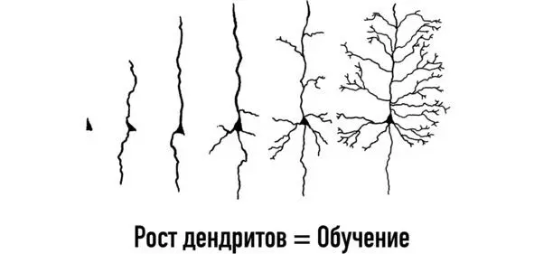 При этом нейроны и его части соединяются с другими нейронами и их частями в - фото 7