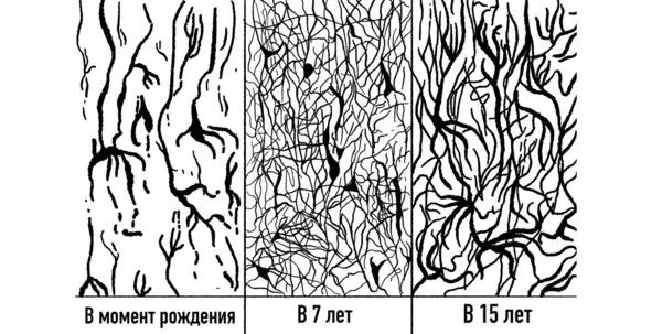 Когда я говорю о созревании мозга я имею в виду два параллельных процесса - фото 9