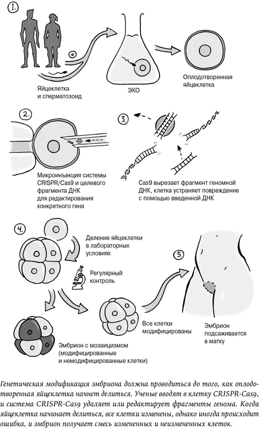 Таким образом существуют различные точки зрения на генетическую модификацию и - фото 2