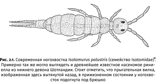 Folsom J W Nearctic Collembola or springtails of the family Isotomidae - фото 7