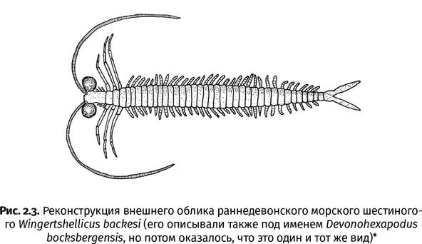 Haas F et al Devonohexapodus bocksbergensis a new marine hexapod from the - фото 9