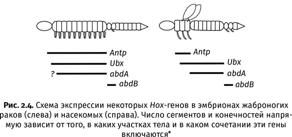 Averof M Akam M Hox genes and the diversification of insect and crustacean - фото 10