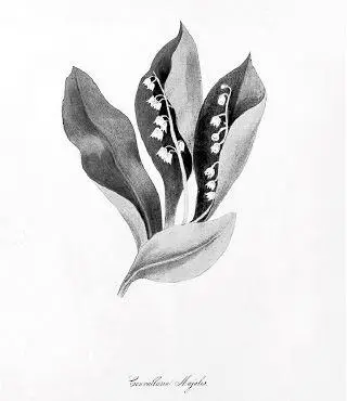 Ландыши Цинкография работы К Шабо с рисунка М А Бернетт из книги Plantae - фото 32