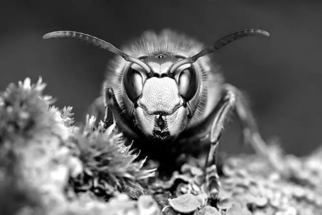 Многие насекомые имеют острое жало которым они прокалывают кожу - фото 3