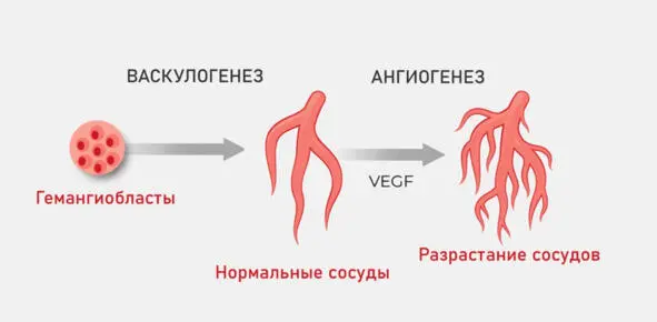 Васкулогенез это процесс формирования кровеносных сосудов из эндотелиальных - фото 3