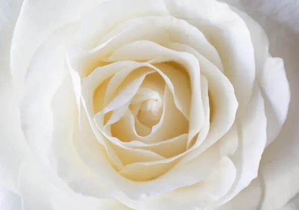 Белая роза поэтическое предисловие Белая роза отблеск лица Белая роза - фото 1