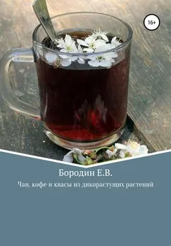 Евгений Бородин - Чаи, кофе и квасы из дикорастущих растений